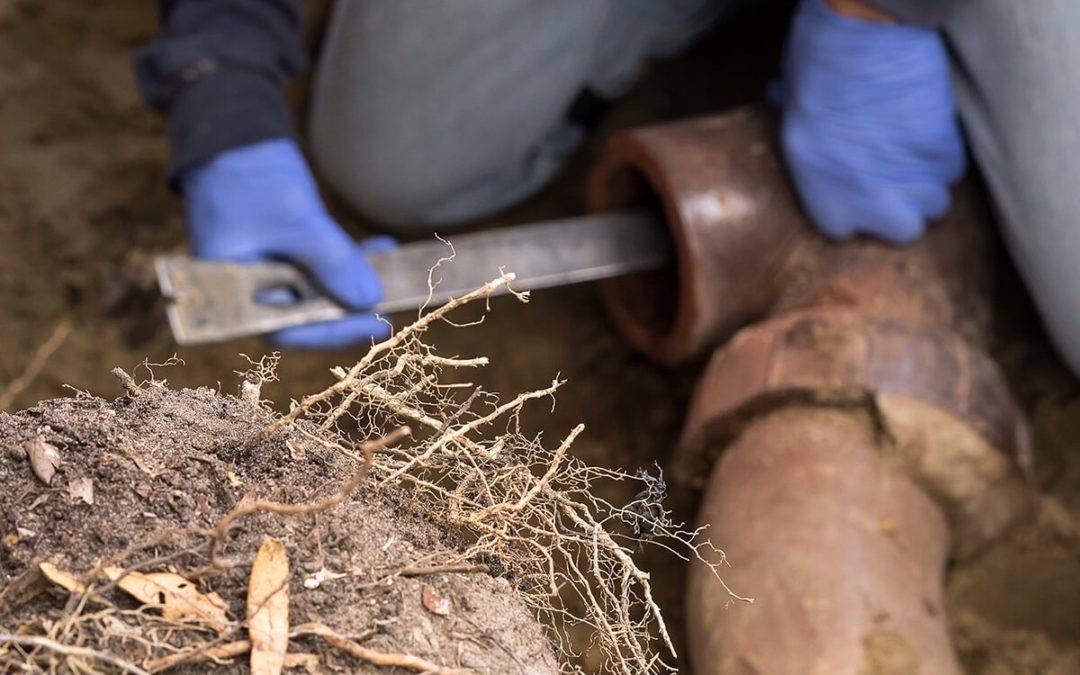 How to Treat Roots in Your Pipes Before Spring Growth Starts